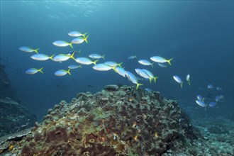 Beautiful fusiliers (Caesio teres) swimming above small reef covered in sponge