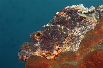 Tasseled scorpionfish (Scorpaenopsis oxycephala) lying on sponge