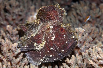 Leaf scorpionfish or paperfish (Taeninotus triacanthusw) lying on coral (Agropora sp.)