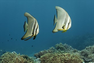 Teira batfish (Platax teira) swimming above coral reef
