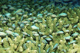 Green Chromis (Chromis viridis) hiding in dense coral (Acropora sp.)