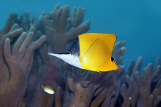 Yellow longnose butterflyfish (Forcipiger flavissimus) swimming above coral reef