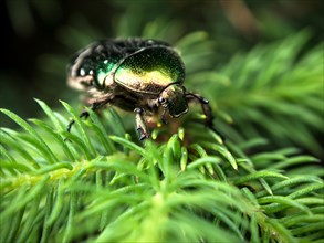 Rose chafer or green rose chafer (Cetonia aurata) on fir branch (Abies)
