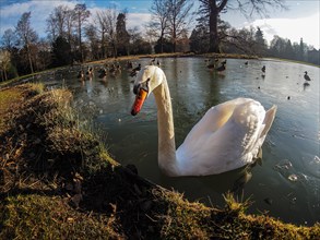 Mute Swan (Cygnus olor) in a frozen pond