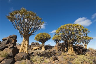 Quiver trees (Aloe dichotomy) in blossom