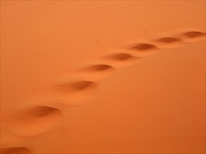 Camel tracks in the desert sand