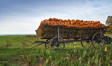 Pumpkins on hay cart