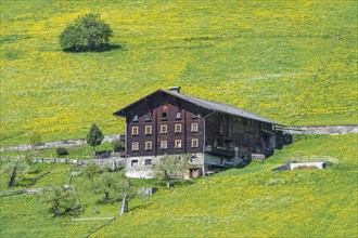 Farmhouse and spring meadow