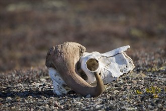 Bleached skull of a musk ox