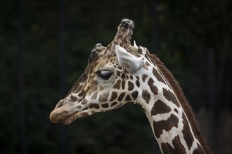 Reticulated giraffe (Giraffa camelopardalis reticulata)