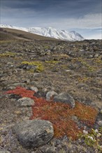 Autumn colored alpine or mountain bearberry (Arctostaphylos alpinus)