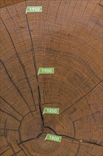 Cross section of bicentennial oak (Quercus sp.) trunk with annual rings from 1800