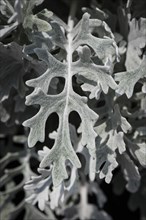 Silver ragwort (Jacobaea maritima)