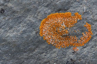 Round firedot lichen (Caloplaca sp.)