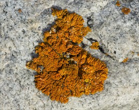 Firedot lichen (Caloplaca sp.) on granite