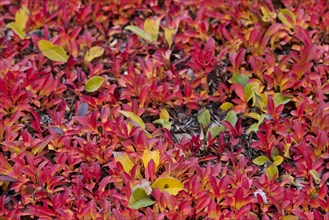 Alpine Bearberry (Arctostaphylos alpinus) and Arctic Willow (Salix arctica) in autumn colours
