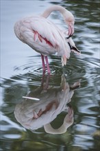 Greater flamingo (Phoenicopterus roseus) preening feathers