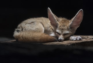 Fennec fox or fennec (Vulpes Zerda)