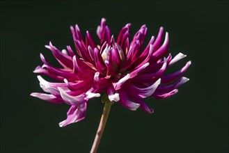 Dahlia flower (Dahlia sp.)