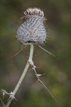 Woolly thistle (Cirsium eriophorum)