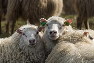 Two sheep (Ovis aries)