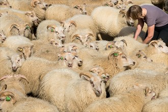 Sheep (Ovis aries) stand densely packed in a pen