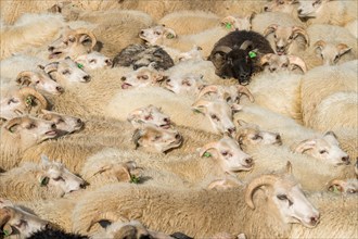 Sheep (Ovis aries) stand densely packed in a pen