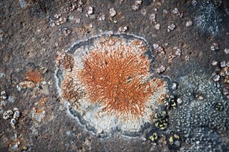 Lichen (Lichen) on a stone
