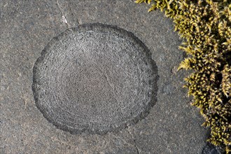 Lichen (Lichen) on a stone