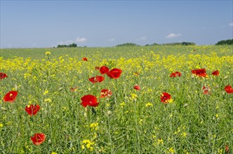 Poppies in a field of rape