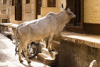 Holy Cow in the streets of Jaisalmer