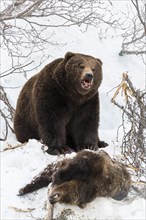 Brown bear (Ursus arctos) eating