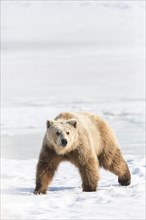 Brown bear (Ursus arctos) walking through the snow