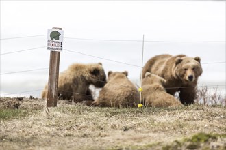 Brown bears (Ursus arctos) at the ranger's hut