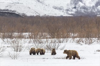Brown bear (Ursus arctos) family in the snow