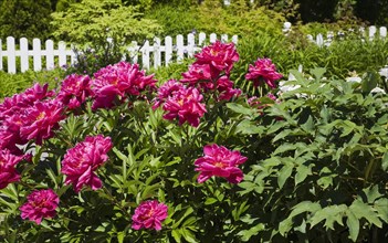 Pink Peony flowers (Paeonia sp.) and white wooden picket fence in front yard country garden