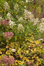 Smooth Hydrangea or Wild Hydrangea (Hydrangea arborescens)
