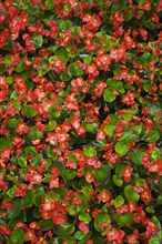 Red Begonia (Begonia)