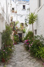 Narrow street with flowerpots