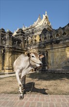 Cow outside Maha Aungmye Bonzan or Mahar Aung Mye Bon San