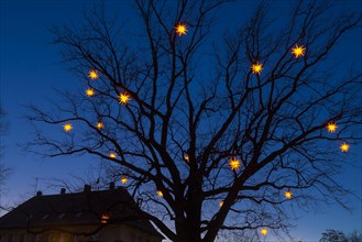 Stars shining on bare tree