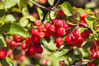 Ornamental apple (Malus x zumi)