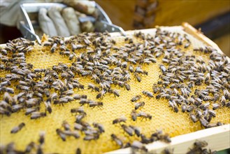 European or western honey bees (Apis mellifera) on honeycomb in frame
