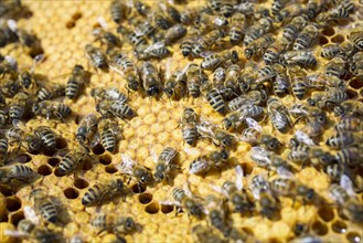European honey bees (Apis mellifera) sealing brood comb