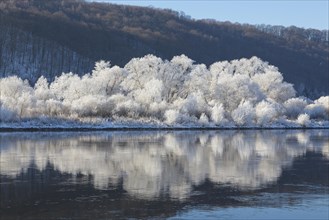 Bushes with hoarfrost reflected in the water of the Elbe
