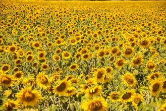 Sunflower field near Meissen
