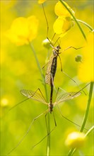 Mosquitoes (Tipulidae) mating on buttercup (Ranunculus)