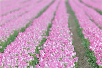 Tulip cultivation