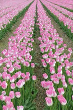 Tulip cultivation