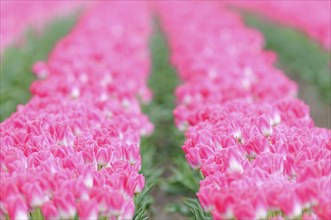 Tulip cultivation